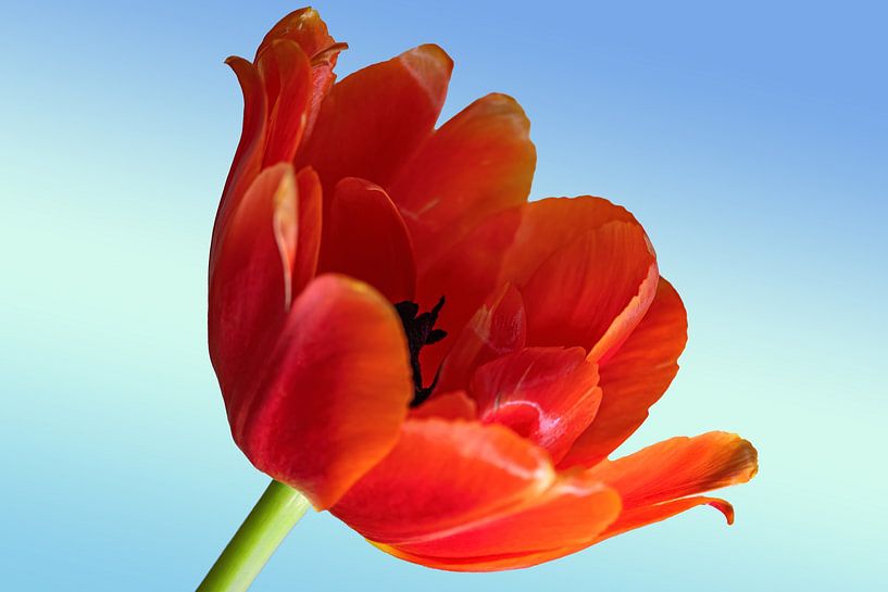 LENTETULP IN ORANJE van Photoart-Naegele
