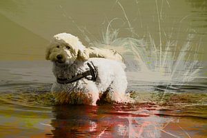  Labradoodle im Wasser