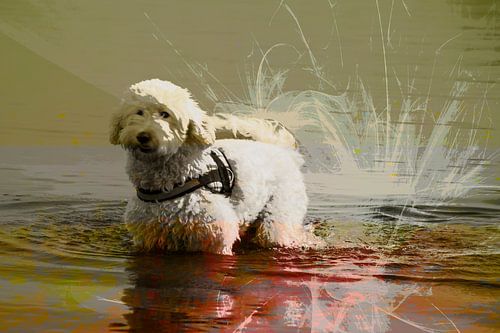 Labradoodle in het water