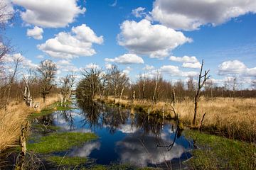 Cloudy swamp van Gerald Schuring