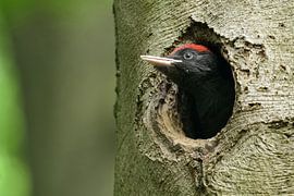 Black Woodpecker ( Dryocopus martius ) young bird, waiting for food, sitting in nesting hole, wildli