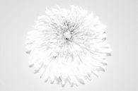 Dandelion (paardenbloem) van fotomeisjeuitbrabant thumbnail