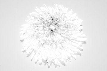 Dandelion (paardenbloem) van Simone Haneveer