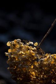 Sonne und Kälte treffen auf die enthauptete Blüte der Hortensie Annabelle von Mirjam van der Sluijs