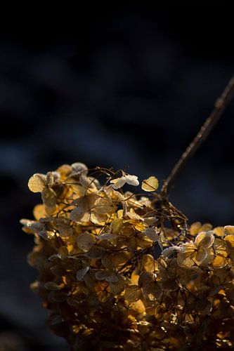 Zon en kou komen samen op de uitgebloeide bloem van de hortensia Annabelle