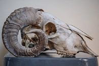 Rams schedel von Ron Meijer Photo-Art Miniaturansicht