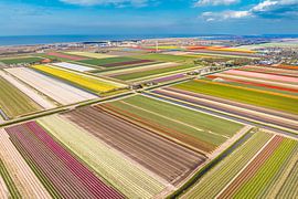 Tulipes en fleurs dans un champ en Hollande sur Sjoerd van der Wal Photographie
