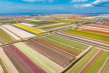 Tulpen blühen auf einem Feld in Holland von Sjoerd van der Wal Fotografie