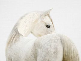 Fearless Horse by Gal Design