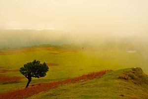 Landschaft mit Baum auf Madeira