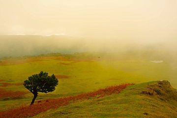 Landschaft mit Baum auf Madeira von jonathan Le Blanc