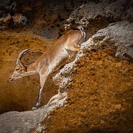 Capricorn climbs red rocks in the mountains of Anadalucia. Wout Cook One2expose