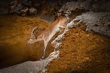 Steenbok beklimt rode rotsten in de bergen van Anadalucia. Wout Kok One2expose van Wout Kok