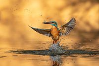 Diving Kingfisher