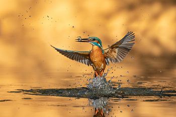 Tauchender Eisvogel mit Fisch