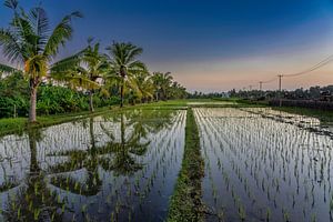 Palmbomen lang een rijstveld van Rene Siebring