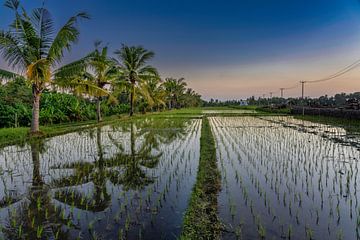 Palm trees along a rice field by Rene Siebring