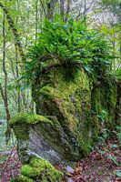 Maulfelsen | Baybachklamm