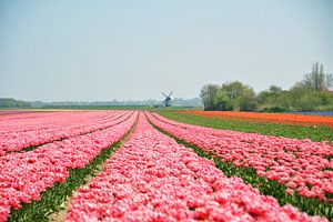 Un paysage néerlandais en plein essor