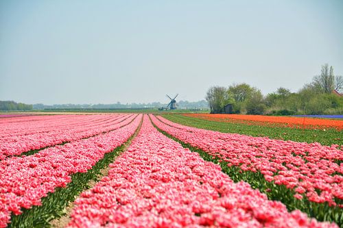 Flourishing Dutch landscape