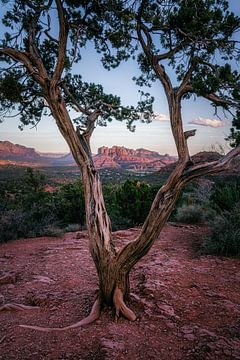 Wacholder-Baum-Fenster von Loris Photography