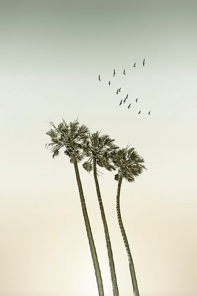 Vintage Palmen im Sonnenuntergang von Melanie Viola