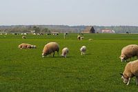 Texeler Landschaft mit Schafen und Lämmern