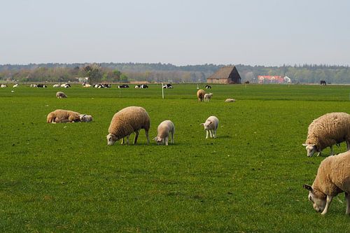 Texel landscape with sheep and lambs