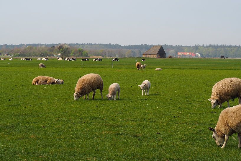 Texel landscape with sheep and lambs by Elly Rutten
