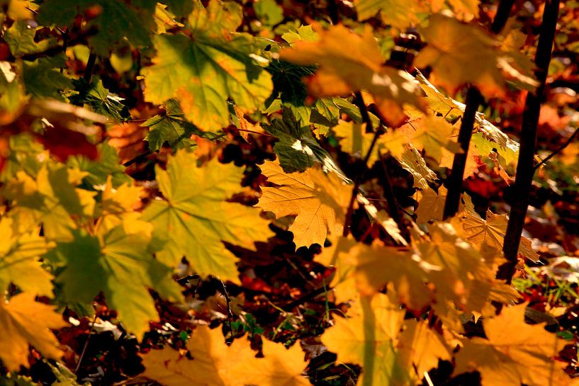 Ahorn von Thomas Jäger