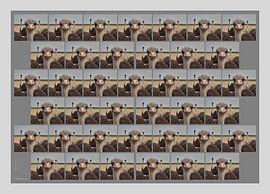 African ostrich by Matthias Brix