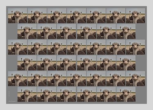 Afrikanischer Strauß