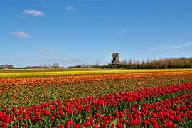 Noord-Holland bollenstreek van Wilma Minkman