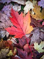Herbstliche Leidenschaft