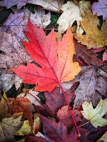Herfst passie