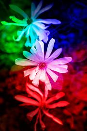 Trio von blühenden Magnolienblüten von Ribbi