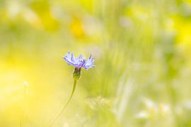 Korenbloem - "Summer 's Here" by Carla Boogaard
