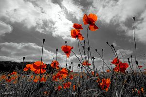 Mohnblumenfeld