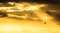 Een vlucht naar morgen...