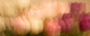 Malerischer Tulpenstrauß II
