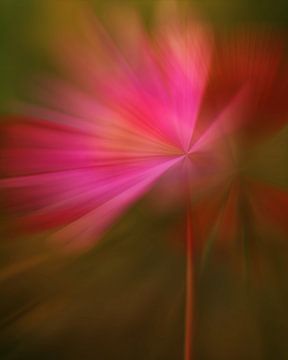 Modern Flower Cosmos in Regenboogkleuren van Maneschijn FOTO
