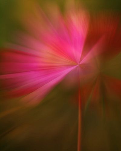 Modern Flower Cosmos in Regenboogkleuren