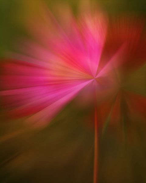 Modern Flower Cosmos in Regenboogkleuren van Maneschijn FOTO
