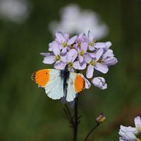 Oranjetipje