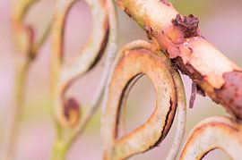 The old fench van Birgitte Bergman