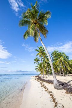 Plage de Bois Jolan, Sainte Anne. Beach, palm trees, Guadeloupe by Fotos by Jan Wehnert