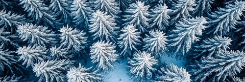 Winter boomtoppen