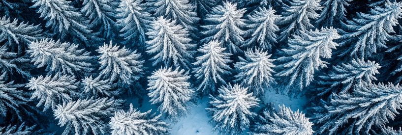 Cimes des arbres en hiver par Poster Art Shop