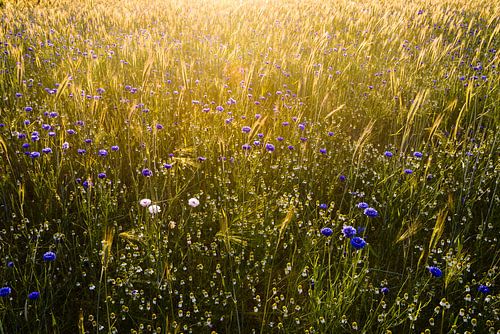 Letztes Licht über dem Weizen