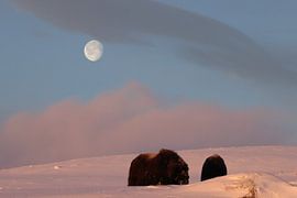 musk ox in the first light of morning and moon  in Dovrefjell-Sunndalsfjella National Park Norway